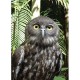 INSPIRAZIONS GREETING CARD Inquisitive Owl